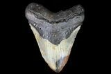 Huge, Fossil Megalodon Tooth - + Foot Shark #75545-1
